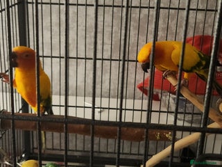 Parrots birds - Advert 3