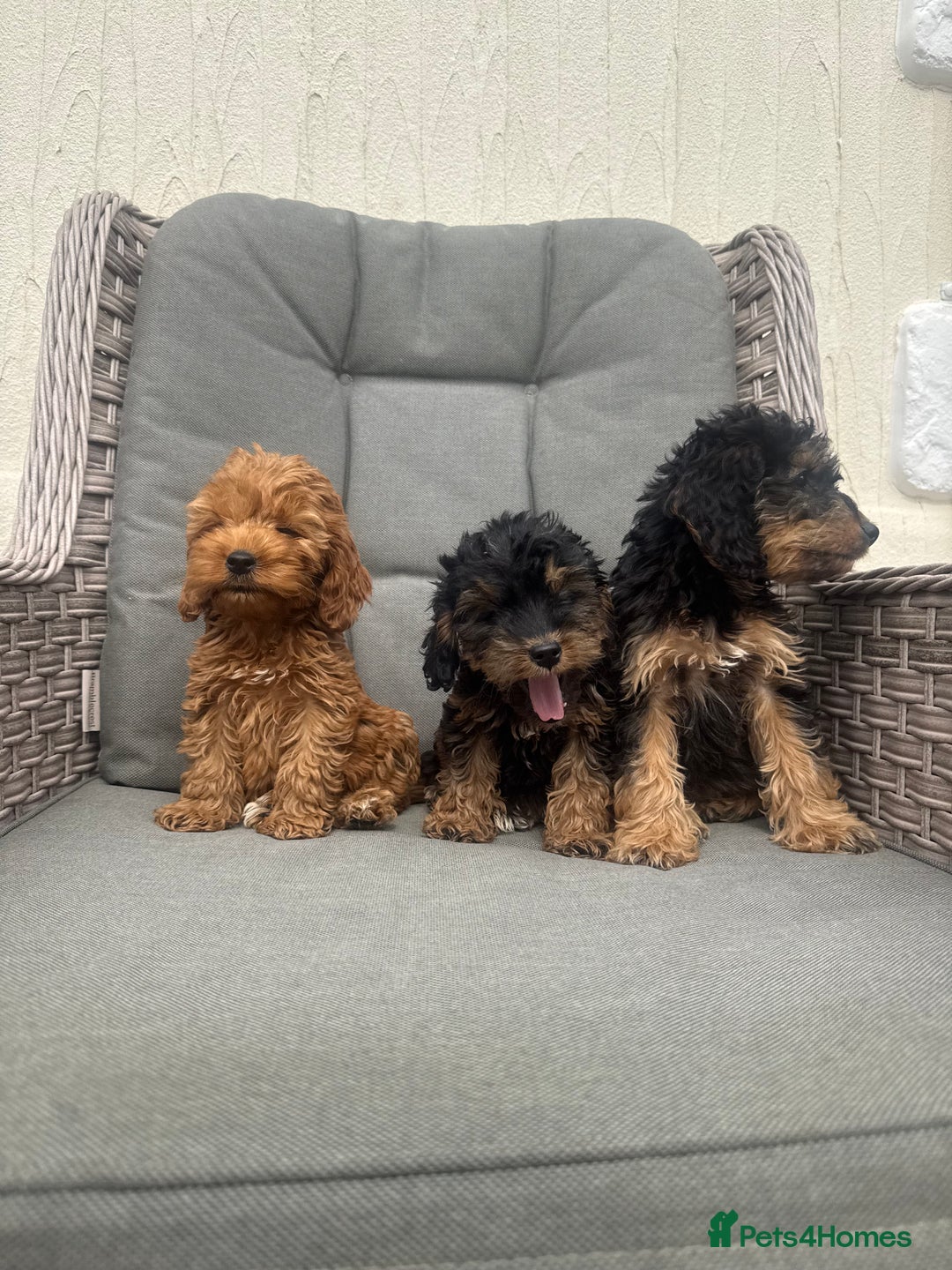 Cockapoo dogs for sale: F1 pra clear Cockapoos (council licensed breeder) - Image 14