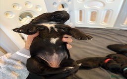 Mixed Breed dogs for sale: Dockers! Beautiful 3 girls left READY NOW  - Advert 10