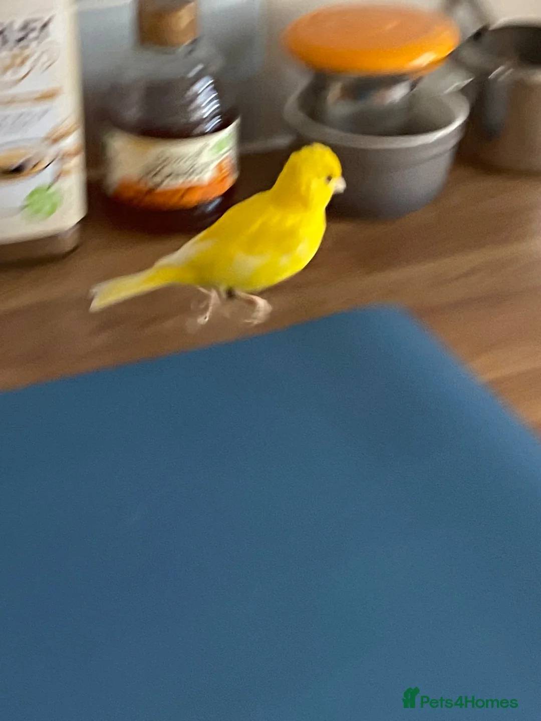 Canaries birds for sale: Five month old male canary in Woodbridge - Advert 14