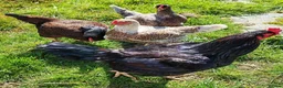 Chickens poultry for sale: Pure breed Indian game large fowl - Advert 2
