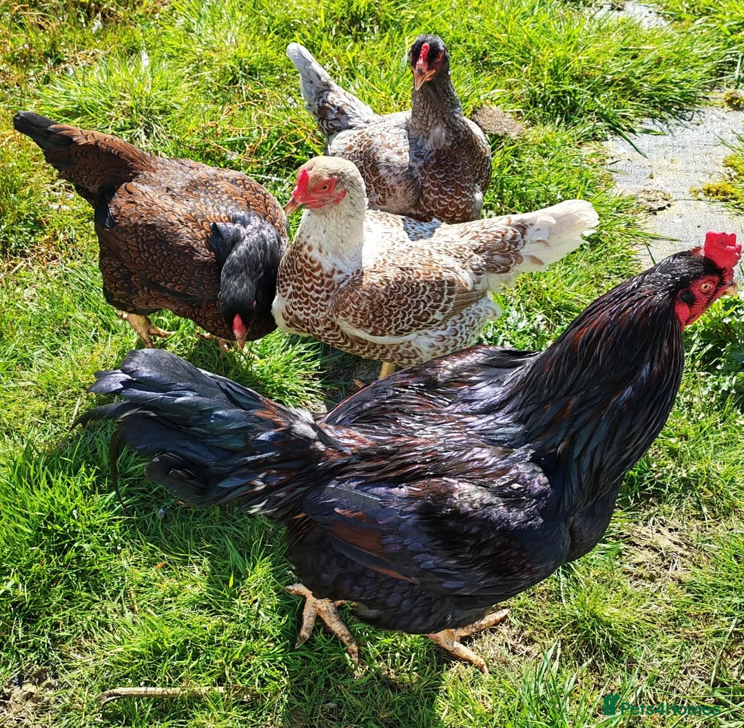 Chickens poultry for sale: Pure breed Indian game large fowl - Advert 2