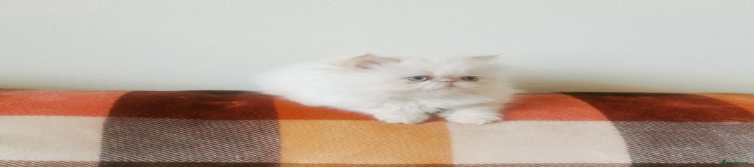 Persian Kitten 4