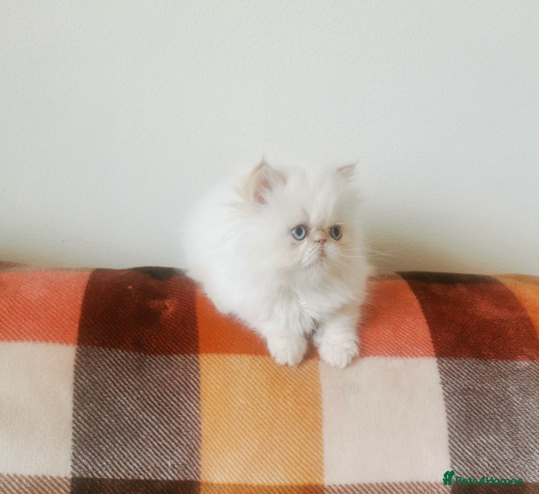 Persian cats for sale: Pedigree exotic long haired  kittens - Image 8