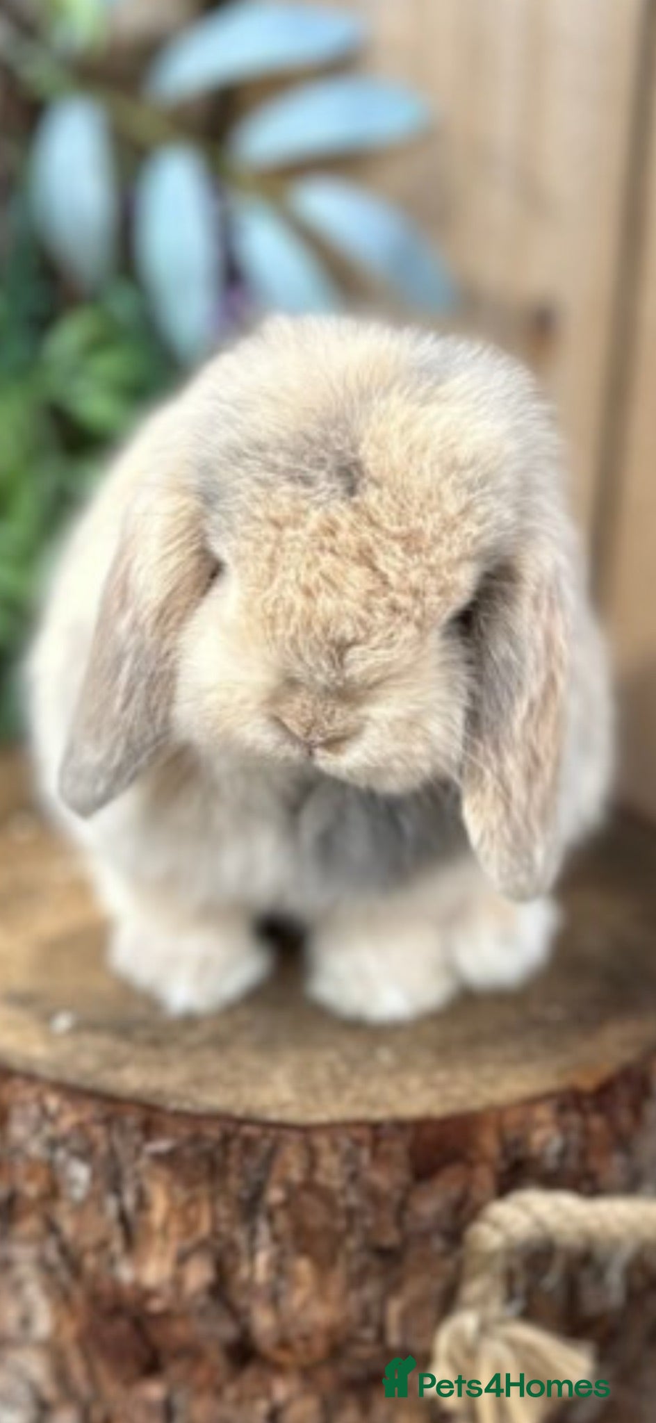 Mini Lop rabbits Mini lop  - Advert 1