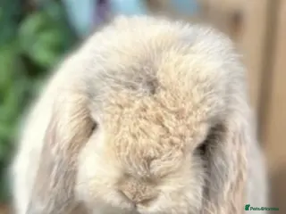 Mini Lop rabbits Mini lop - Advert 1