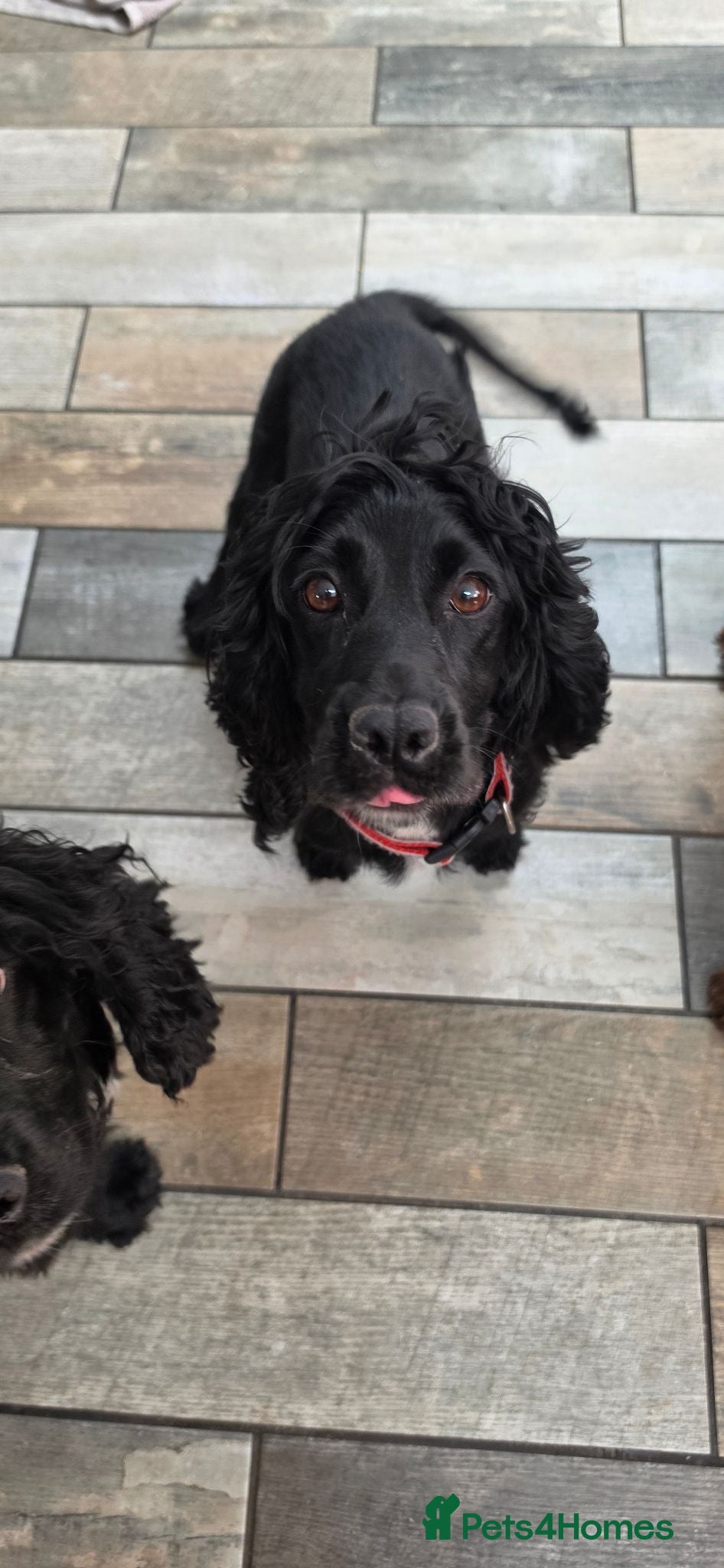 Cockapoo dogs Gorgeous Cockerpoo Girls READY NOW 🐾💗 - Advert 1