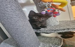Mixed Breed cats for sale: Kittens - Image 9