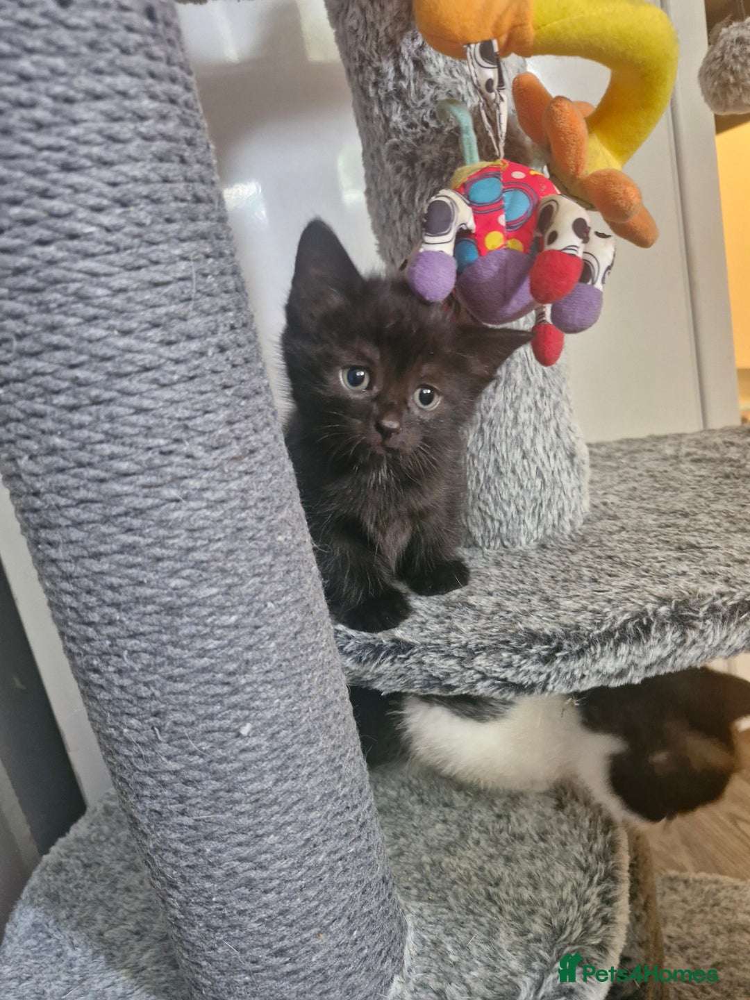 Mixed Breed cats for sale: Kittens - Image 9