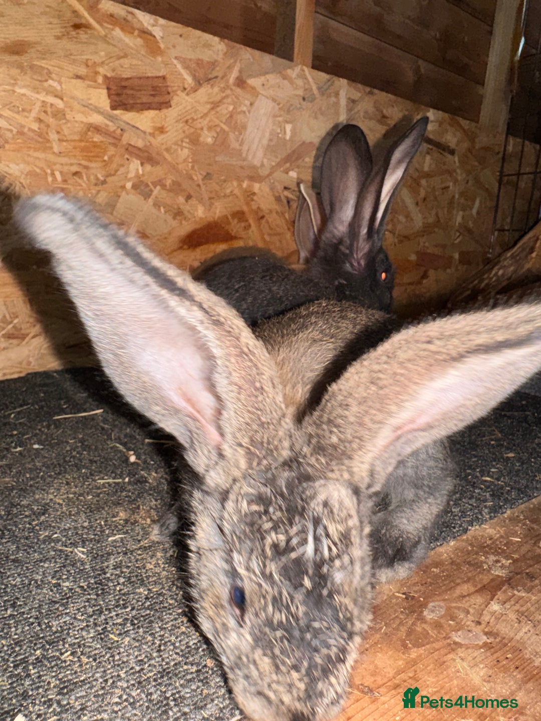 Continental Giant rabbits for sale: Pure Bred Continental Giant Rabbits  - Image 33