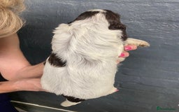 Cocker Spaniel dogs for sale: Cocker Spaniel Puppies For Sale  - Image 14