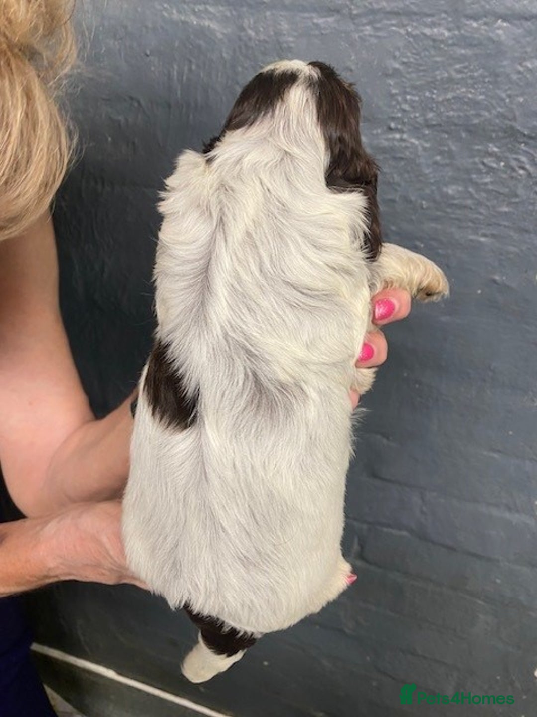 Cocker Spaniel dogs for sale: Cocker Spaniel Puppies For Sale  - Image 14