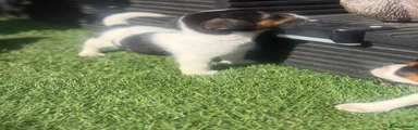 Jack Russell 4