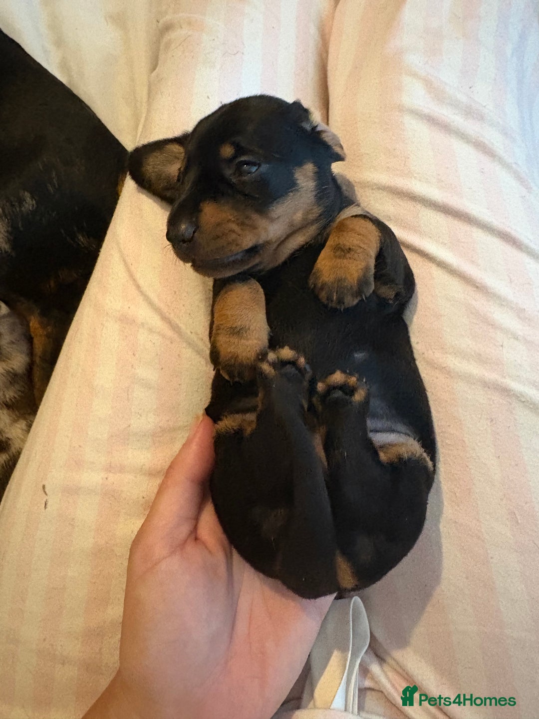 Miniature Dachshund dogs for sale: Venus is a mama to 5! - Image 14