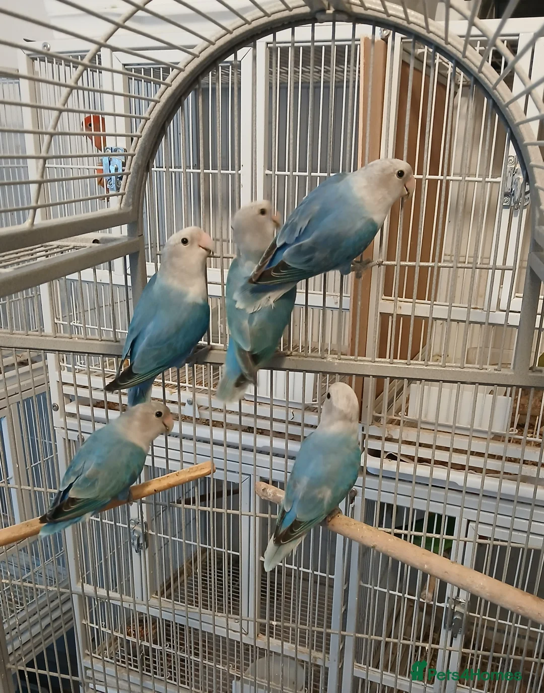 Lovebirds birds for sale: Lovebird pairs £60 pair. Blue lovebirds £60 each - Advert 2