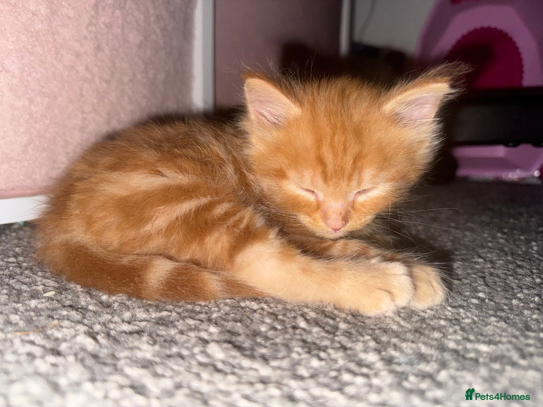 Mixed Breed cats for sale: X2 Beautiful fluffy ginger boys  - Image 9