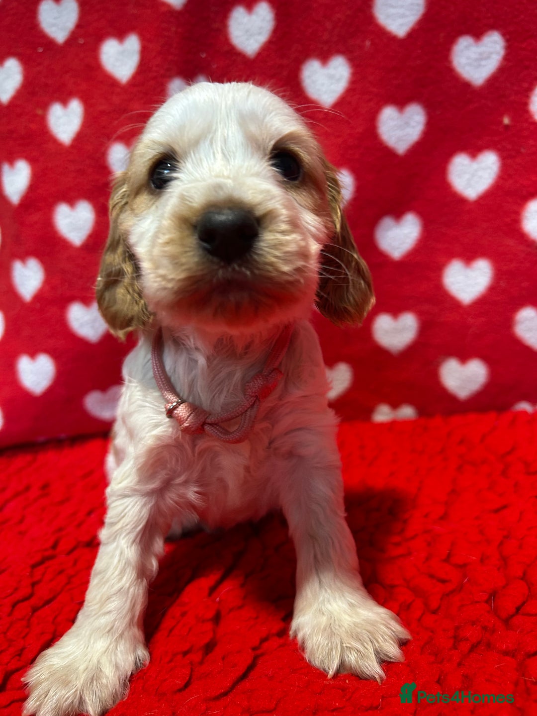 Cocker Spaniel dogs for sale: KC Registered show type cocker spaniel puppies.  - Advert 23