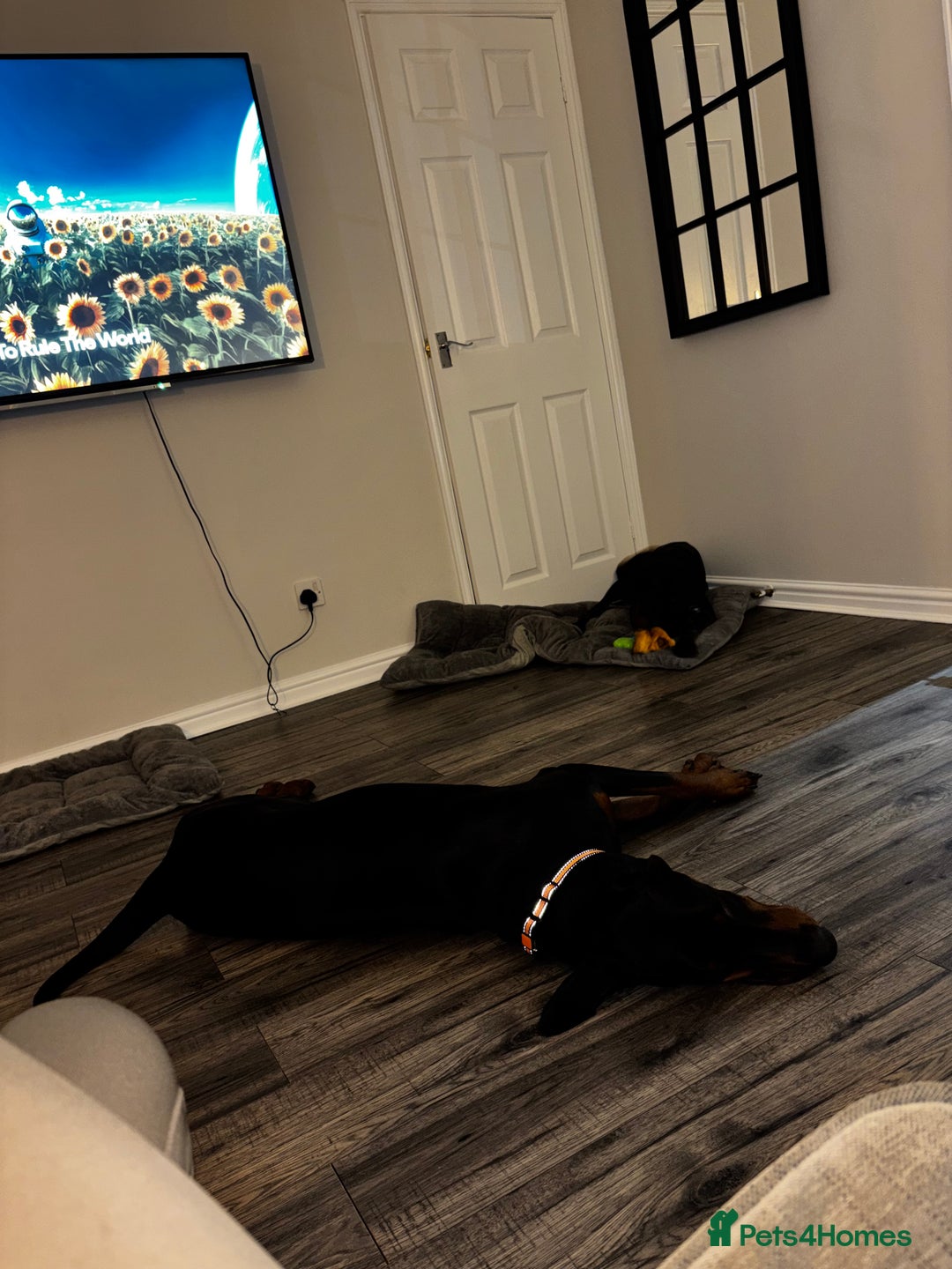 Dobermann dogs for sale: Walter - Advert 8