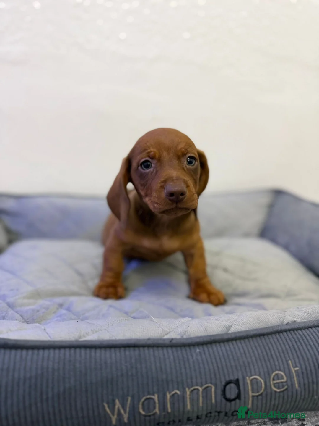 Dachshund dogs for sale: Miniature Dachshund puppies  - Advert 11