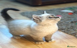 Ragdoll cats for sale: Stunning Ragdoll kittens available now - Advert 6