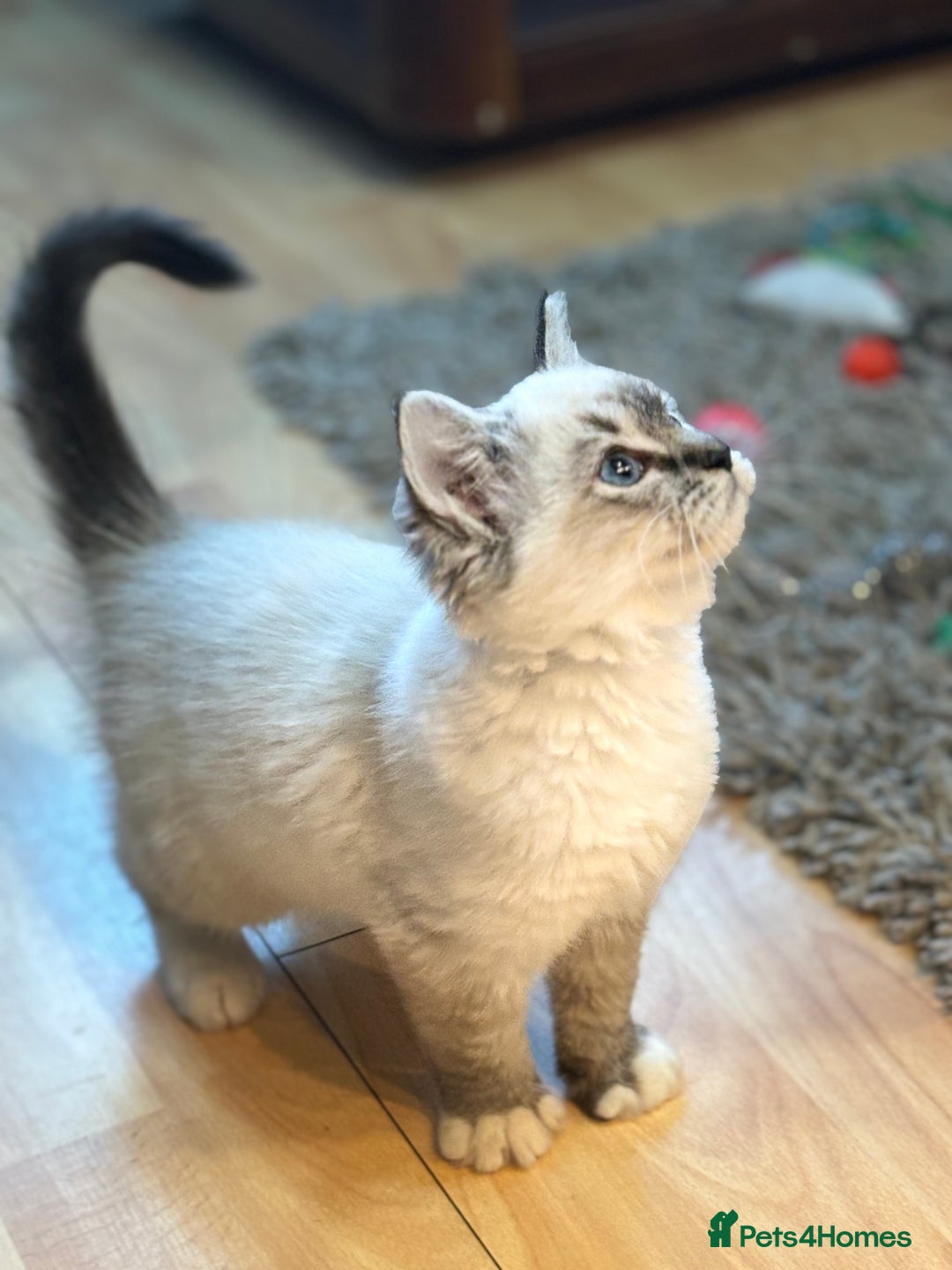 Ragdoll cats for sale: Stunning Ragdoll kittens available now - Advert 6