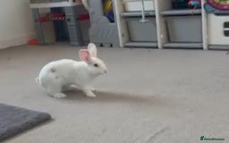 Mixed Breed rabbits for sale: Cloudy the rabbit  - Image 1