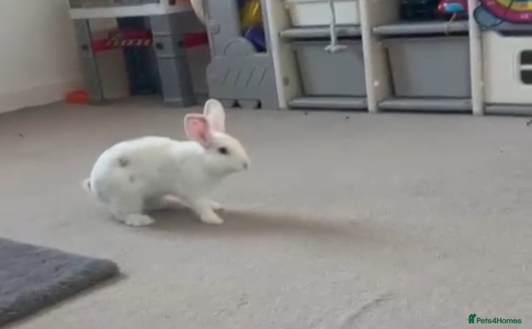 Mixed Breed rabbits - Advert 1