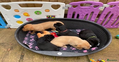 Labrador Retriever dogs - Advert 4