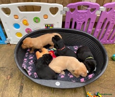 Labrador Retriever dogs - Advert 2