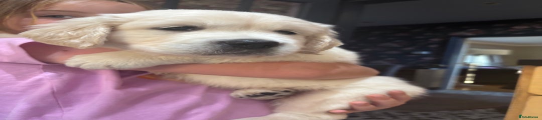 Golden Retriever Puppy Purple sold