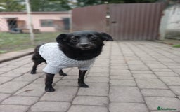 Mixed Breed dogs for adoption: 💖🐶 SUNNY 🐶💖 - Image 5