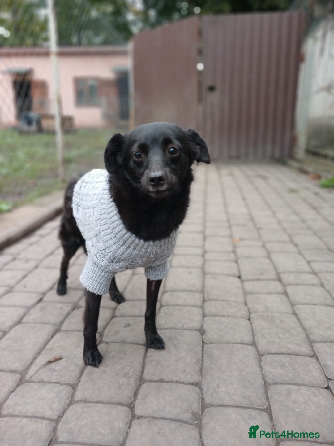 Mixed Breed dogs for adoption: 💖🐶 SUNNY 🐶💖 - Image 5