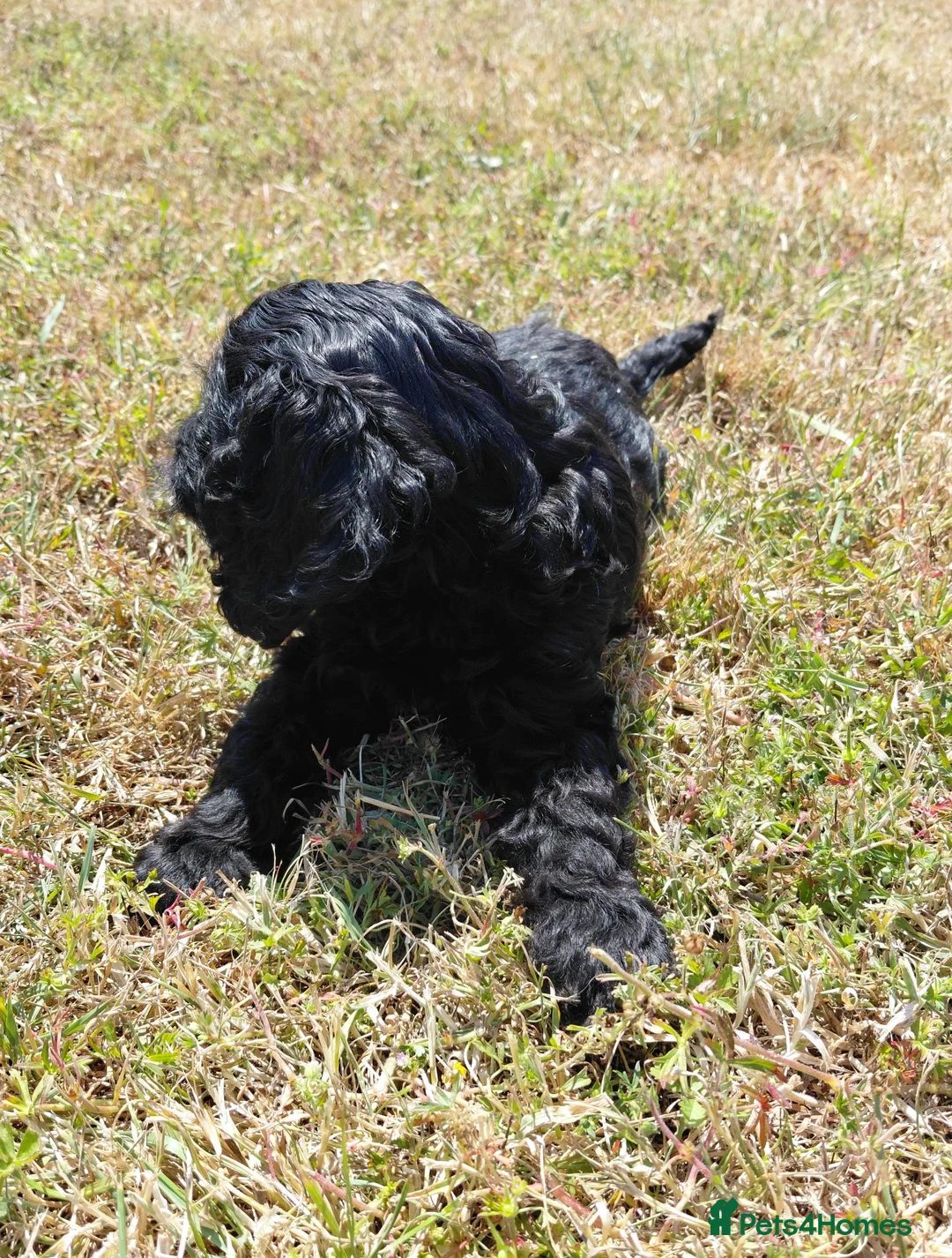 Cavapoo dogs for sale: Fluffy Cockalier-a-Poo Puppies – Ready Soon! - Advert 2