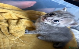 Ragdoll cats for sale: Ragdoll x bengal - Image 7