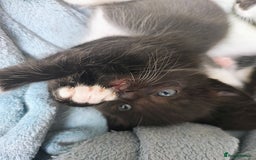 Mixed Breed cats for sale: 8 weeks old Kitten, Female - Image 8
