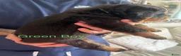 Rottweiler dogs for sale: Rottweiler Puppies  - Advert 9