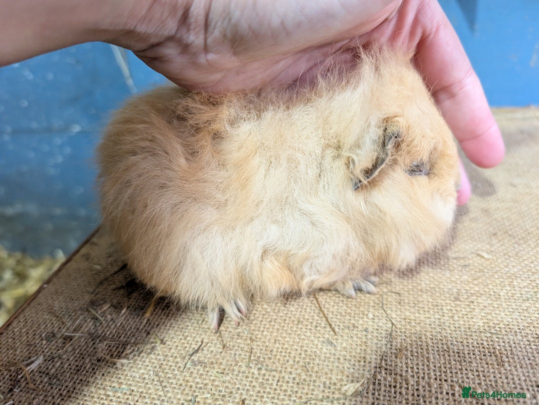 Guinea Pig rodents for sale: Beautiful swiss baby boars  - Advert 3