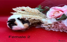 Guinea Pig rodents for sale: Beautiful female guinea pigs  - Image 2
