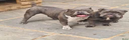American Bully dogs for sale: Socks & Dolly looking for forever homes - Advert 8