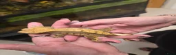 Gecko reptiles for sale: Juvenile Crested Geckos in Runcorn - Advert 10