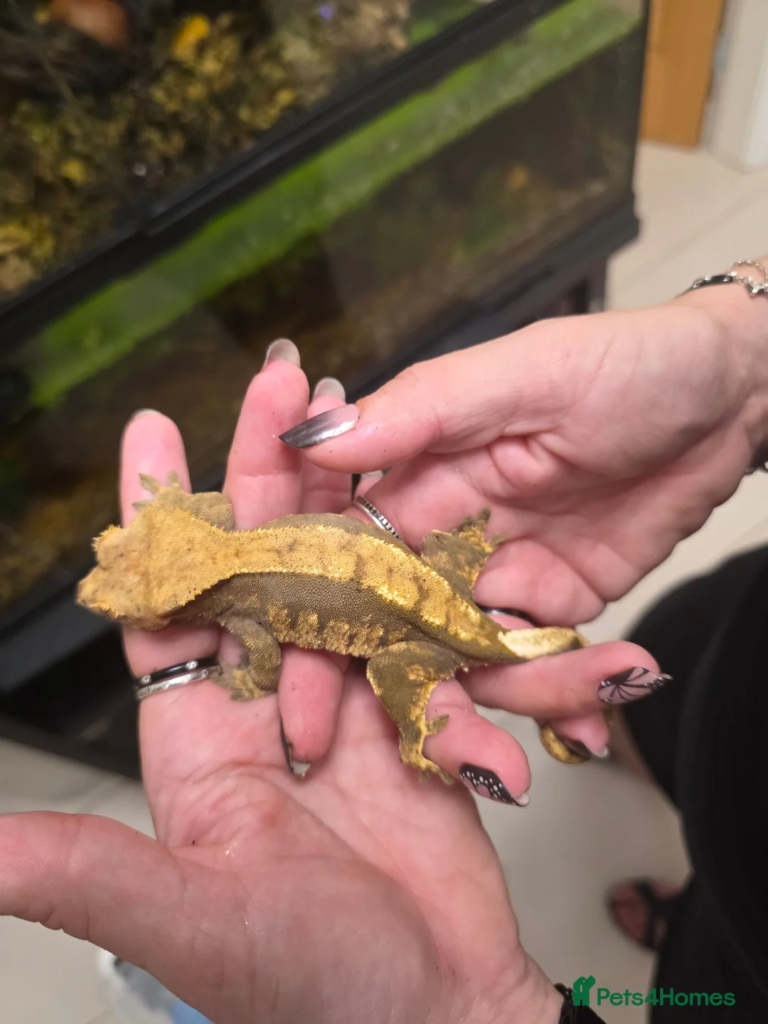 Gecko reptiles for sale: Juvenile Crested Geckos in Runcorn - Advert 10