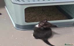 Domestic Shorthair cats for sale: Kittens - Image 2