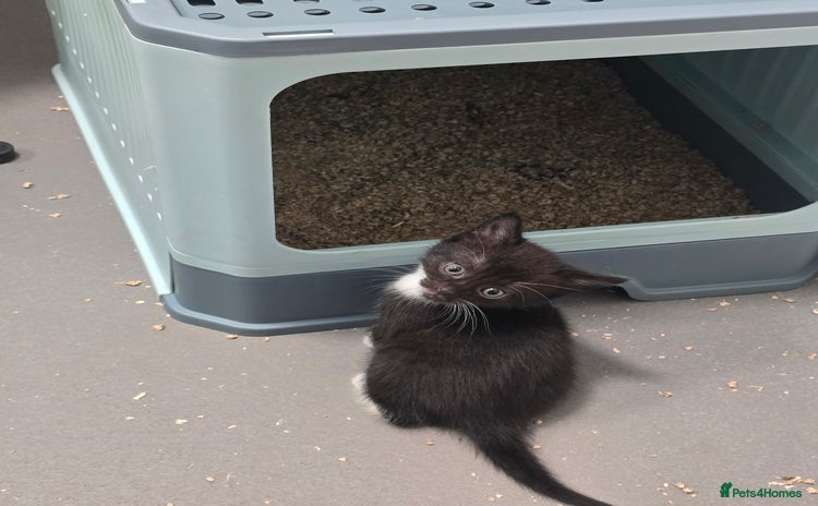 Domestic Shorthair cats for sale - Advert 1
