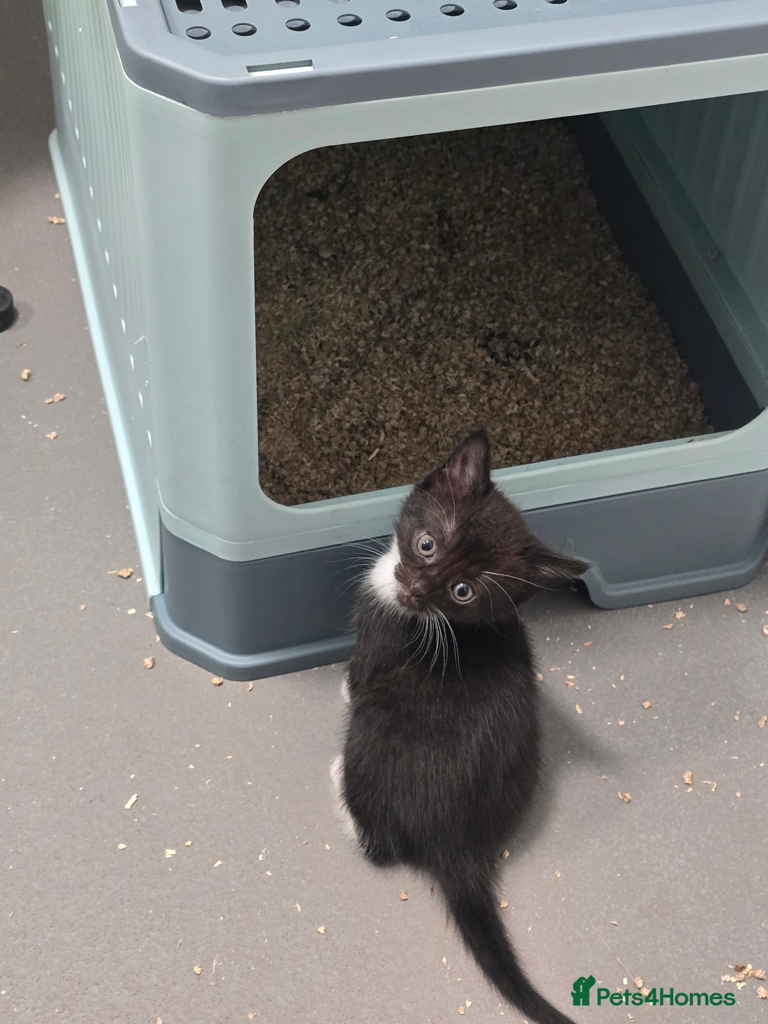 Domestic Shorthair cats for sale: Kittens - Image 2
