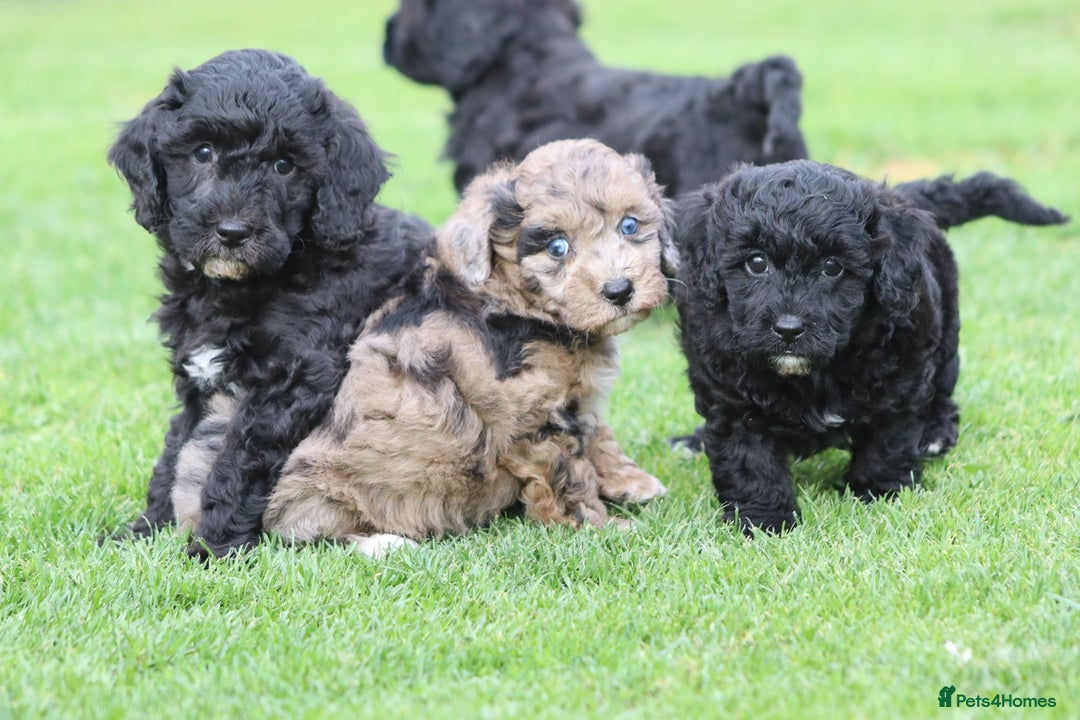 Cavapoochon dogs for sale: Beautiful Cavapoochon puppies for sale - Image 26