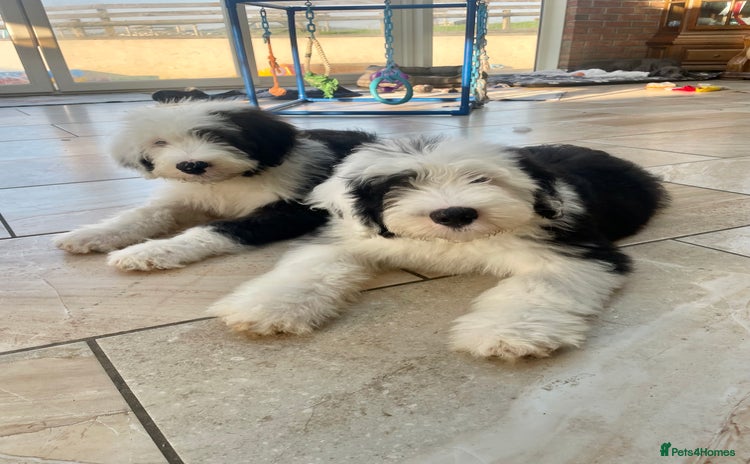 Old English Sheepdog dogs - Advert 1