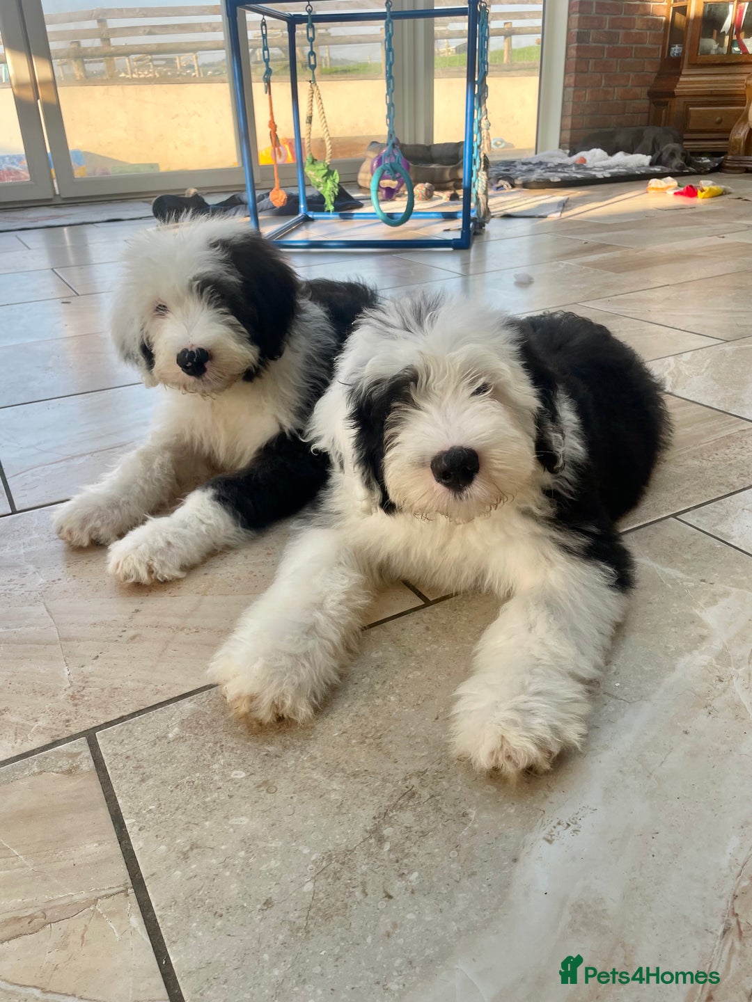 Old English Sheepdog dogs for sale: Kc old English sheep dog puppies  - Image 2