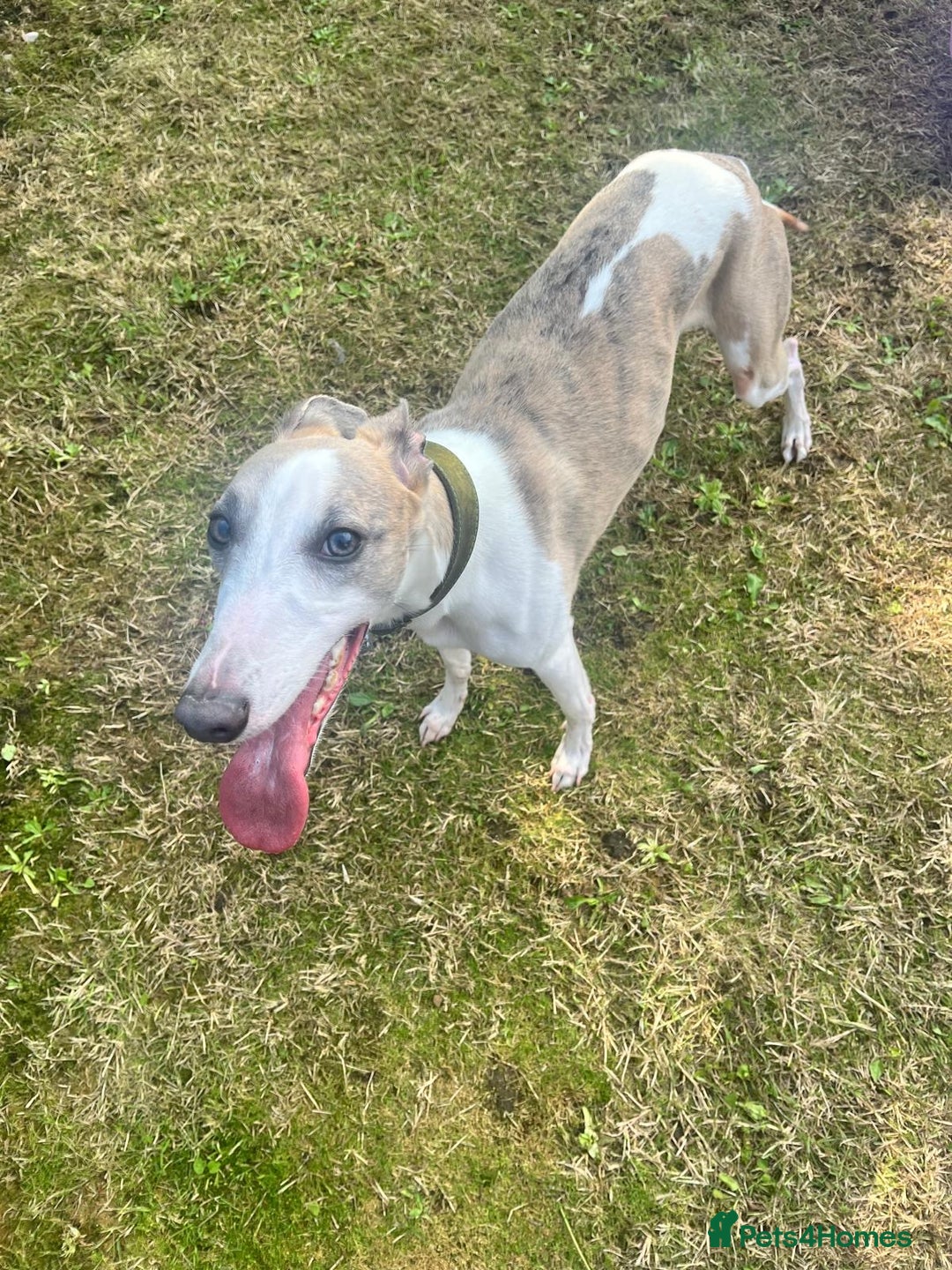 Whippet dogs for sale: KC WHIPPET FOR SALE AGE 2 - Advert 2