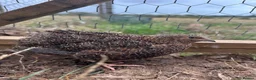 Quail poultry for sale: Male Breeding Quail in Towcester - Advert 3