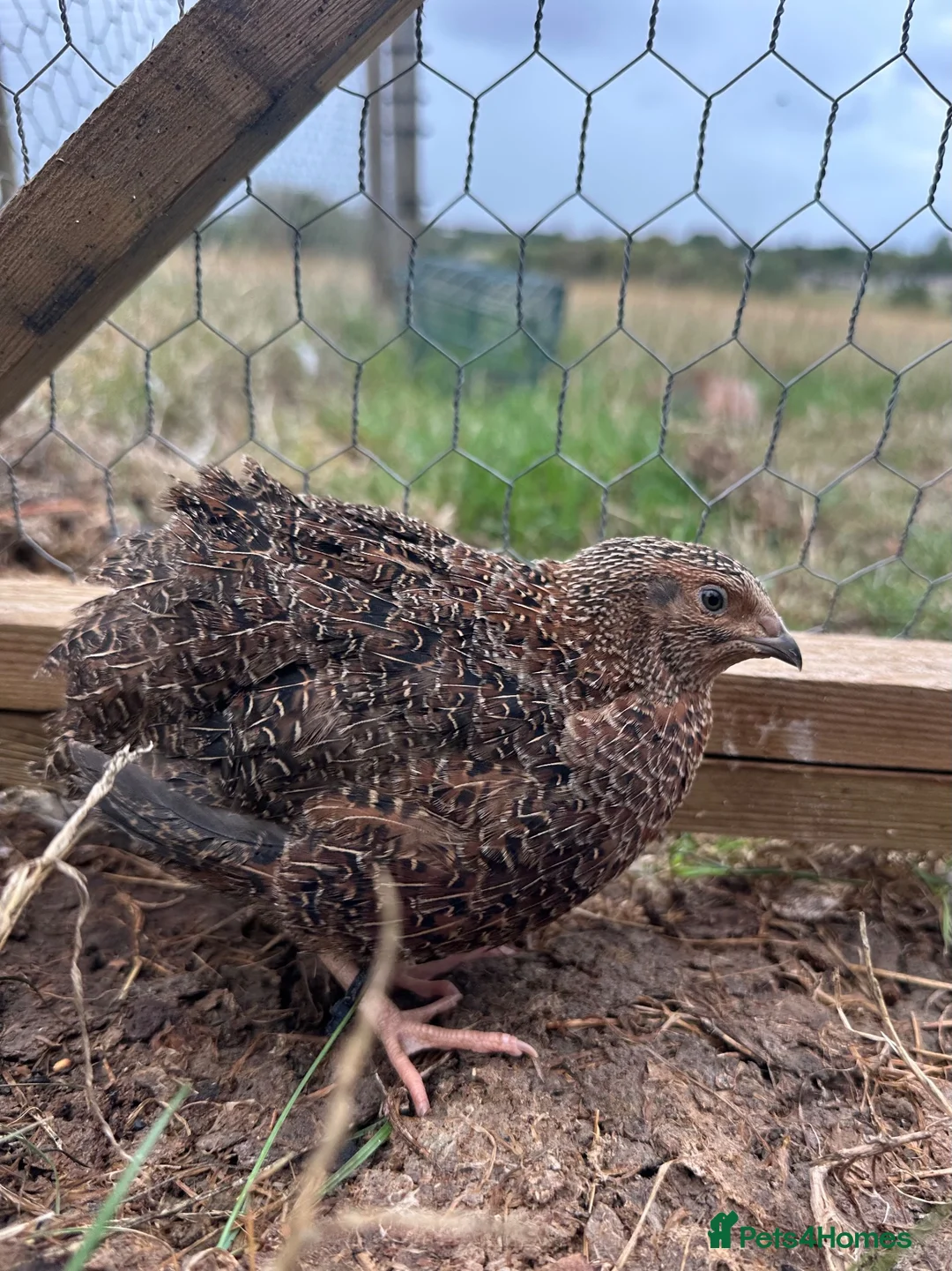 Quail poultry for sale: Male Breeding Quail in Towcester - Advert 3